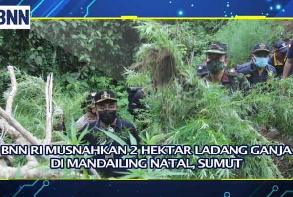 Dalam HUT Republik Indonesia, BNN Menemukan 3 Titik Ladang Ganja dan Musnahkan 12.00 Pohon Ganja